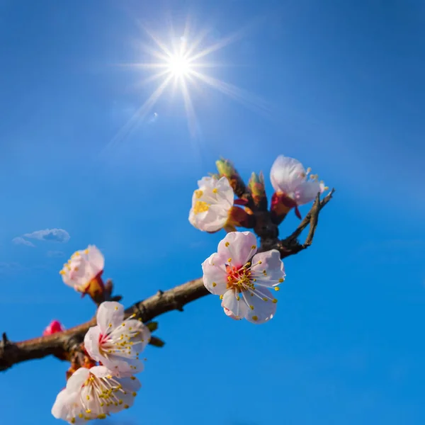 青い空に咲くアプリコットの木の枝 — ストック写真