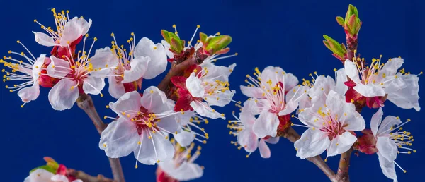 Closeup Apricot Tree Branch Blossom Blue Background — Stock Photo, Image