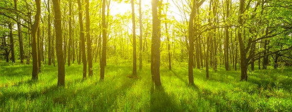 Groen Voorjaarsbos Het Licht Van Fonkelende Zon Natuurlijke Lente Bos — Stockfoto