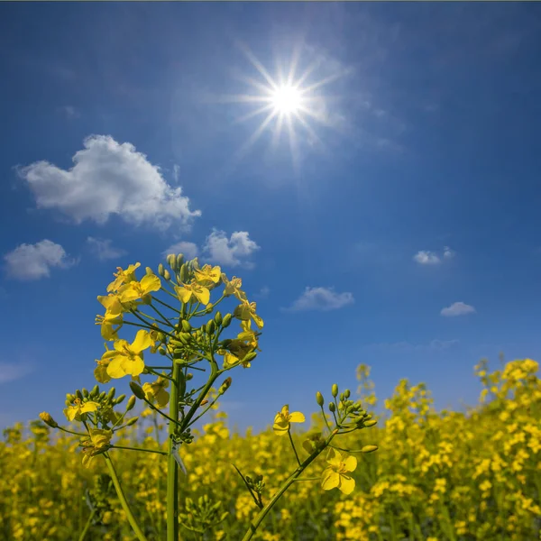 Yellow Rape Field Sparkle Sun Summer Natural Agricultural Scene — Stock Photo, Image