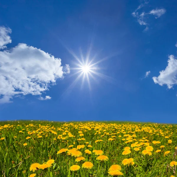 Весняне Поле Жовтими Квітами Кульбаби Під Іскровим Сонцем Весняна Прерія — стокове фото