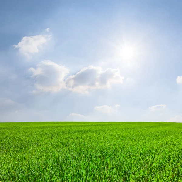 Зеленые Широкие Сельские Поля Палящим Солнцем Весенняя Сельская Местность — стоковое фото