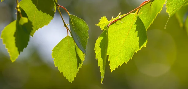 Gros Plan Branche Bouleau Avec Des Feuilles Fond Naturel Plante — Photo