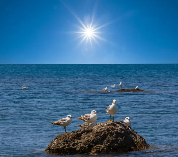 Seagull Crowd Sit Stone Sea Sunny Day — Stock Photo, Image