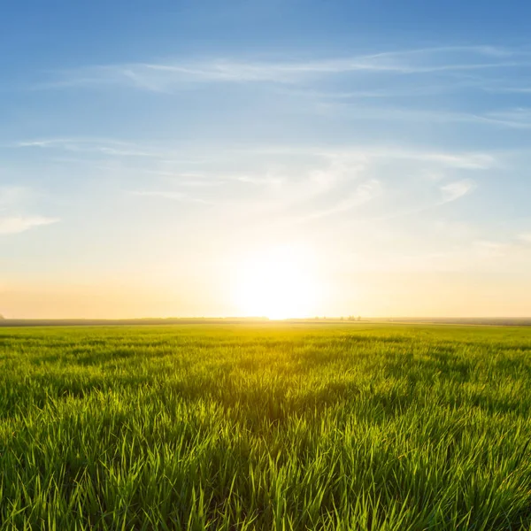 Grüne Sommer Ländliche Feld Bei Sonnenuntergang Landschaft Landwirtschaftliche Naturlandschaft — Stockfoto