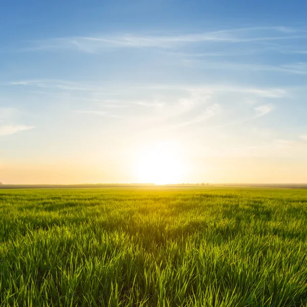 Verde Verão Campo Rural Pôr Sol Paisagem Natural Agrícola Rural — Fotografia de Stock