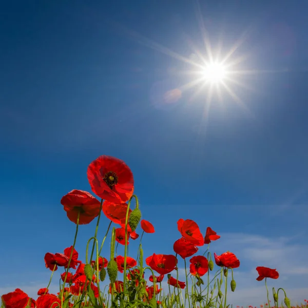 Red Poppy Flower Blue Sky Background Sparkle Sun Summer Wild — Stock Photo, Image