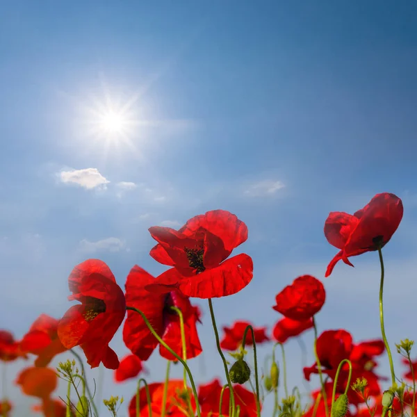 Red Poppy Flower Blue Sky Background Sparkle Sun Summer Wild — Stock Photo, Image