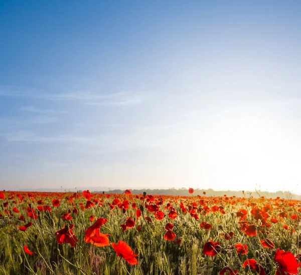 Padang Rumput Dengan Bunga Poppy Merah Pagi Hari — Stok Foto