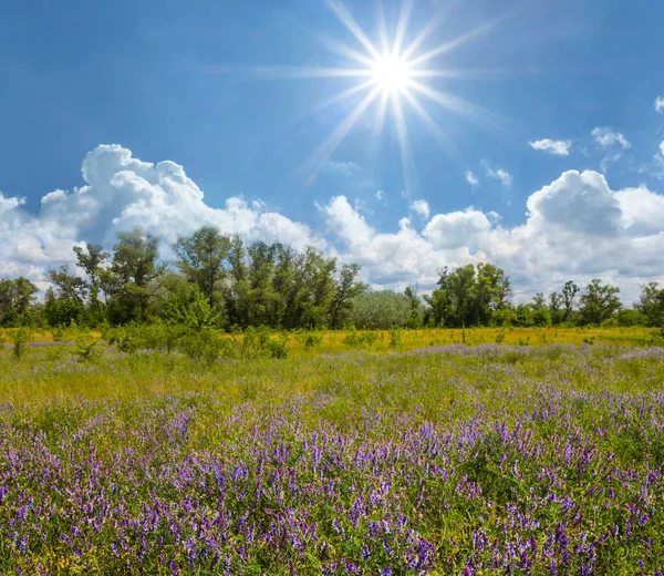 夏日的草原 多云的天空下开满了花朵 阳光明媚 夏日的室外自然景观 — 图库照片