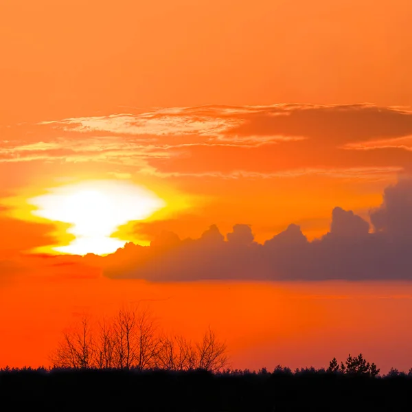 Kleine Waldsilhouette Rot Dramatischen Himmel Bei Sonnenuntergang Natürliche Abendlandschaft — Stockfoto