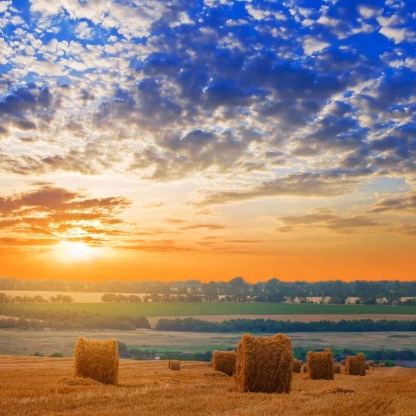 Champ Blé Été Après Une Récolte Coucher Soleil Paysage Agricole — Photo