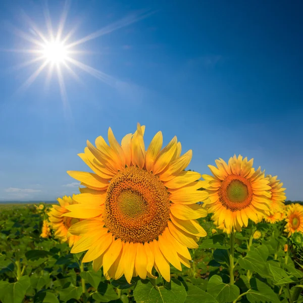 Primer Plano Flores Girasol Entre Los Campos Verdes Verano Día — Foto de Stock