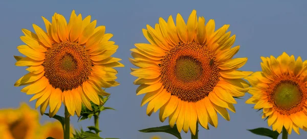 Closeup Sunflower Flowers Green Fields Countryside Agricultural Scene — Stock Photo, Image