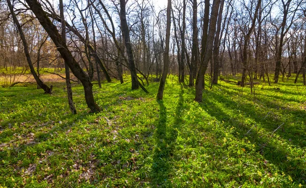 Groen Voorjaar Bos Glade Het Licht Van Glinsterende Zon Outdoor — Stockfoto