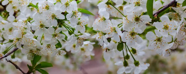 Closeup Ramo Cerejeira Flor Fundo Primavera Natural — Fotografia de Stock