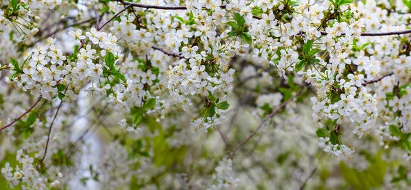 Closeup Ramo Cerejeira Flor Fundo Primavera Natural — Fotografia de Stock