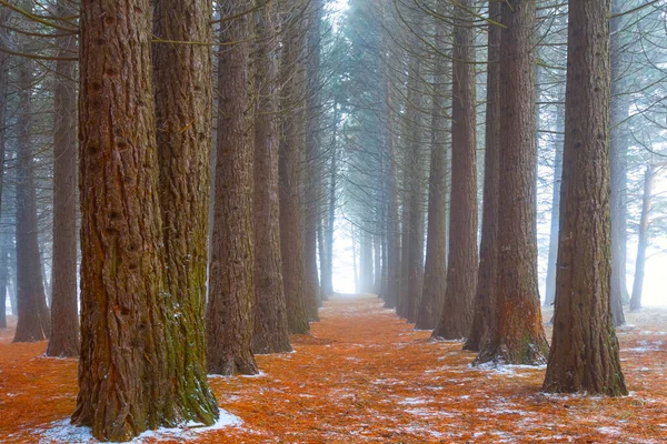 Abete Boschetto Densa Nebbia Blu Sfondo Naturale — Foto Stock