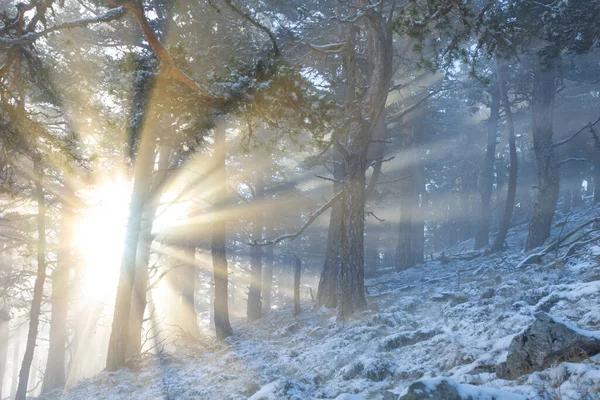 Skog Snöbundet Berg Sluttning Ljuset Glittrande Sol Vinter Bergslandskap — Stockfoto