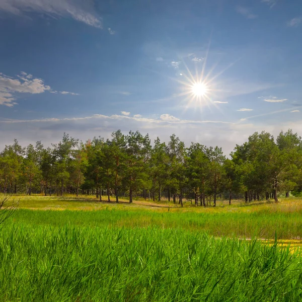 Grønn Skogglade Sommeren Solskinnsdag Utendørs Naturlig Bakgrunn – stockfoto