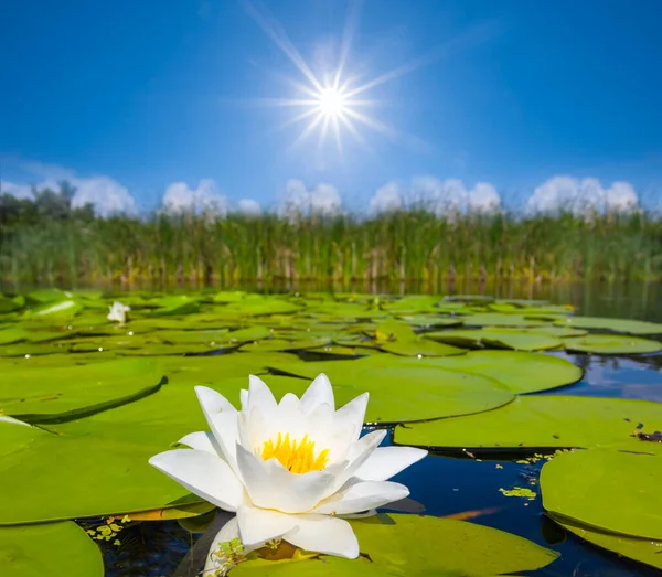 Closeup White Water Lily Lake Summer Sunny Day — Stock Photo, Image