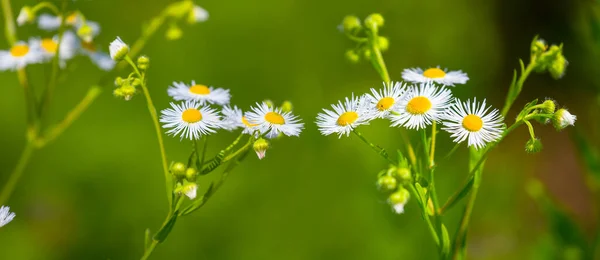 Closeup Pequenas Flores Camomila Branca Pradaria Fundo Natural Verão — Fotografia de Stock