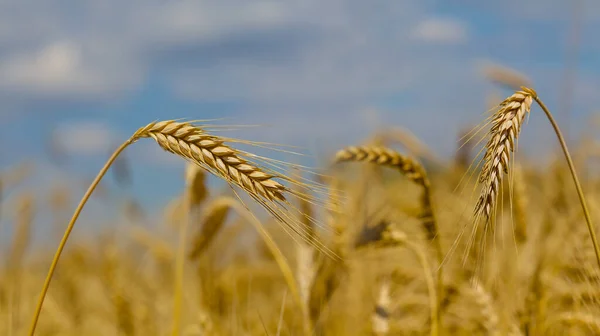 Zbliżenie Pola Pszenicy Tle Błękitnego Zachmurzonego Nieba Letnia Scena Rolnicza — Zdjęcie stockowe