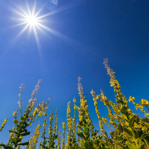 Closeup Yellow Rape Flowers Blue Sky Background Sunny Day — Stock Photo, Image