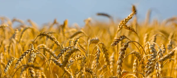 Closeup Summer Wheat Field Hot Day — Stock Photo, Image