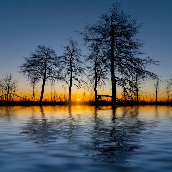 Pine Tree Silhouette Reflected Water Twilight Beautiful Fanasy Natural Background — Fotografia de Stock