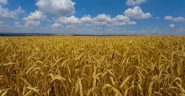 Primer Plano Campo Trigo Verano Bajo Cielo Nublado Día Caliente — Foto de Stock