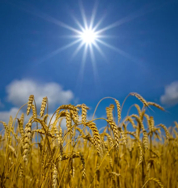 Closeup Summer Wheat Field Cloudy Sky Hot Sunny Day — Stockfoto