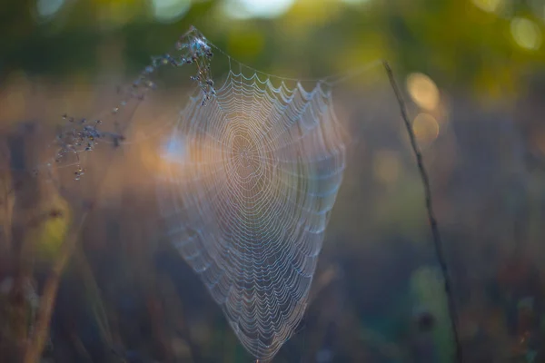 Nahaufnahme Spinnennetz Wassertropfen Wald — Stockfoto