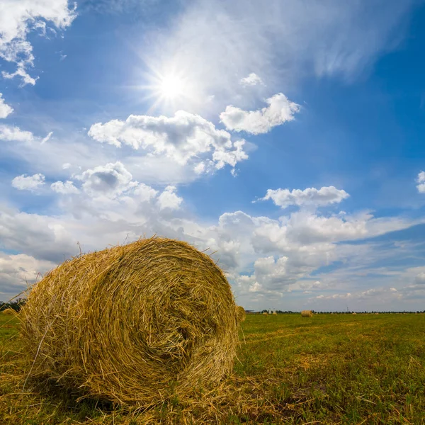 Güneşli Bir Günde Hasattan Sonra Buğday Tarlalarının Arasında Kuruyan Saman — Stok fotoğraf