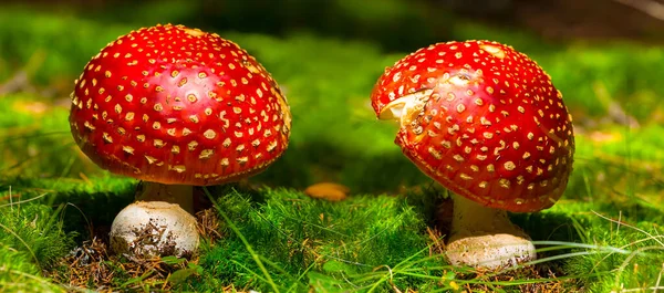 Closeup Pair Red Flyagaric Mushroom Forest — Stock Photo, Image