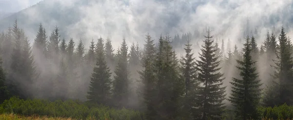 密雾密布的山谷中的冷杉林 天然的山地背景 — 图库照片