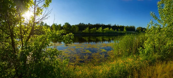 Quiet Summer River Forest Coast Light Sun Summer Outdoor Landscape — Foto Stock