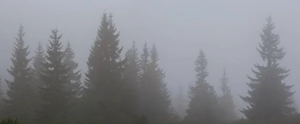 Dennenbos Bergdal Dichte Mist Wolken Natuurlijke Bergachtige Achtergrond — Stockfoto