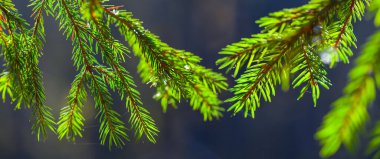 Ormandaki köknar dalını kapatın, çok güzel doğal bir arka plan.