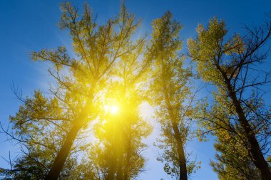 sparkle sun push through the poplar tree om blue sky background