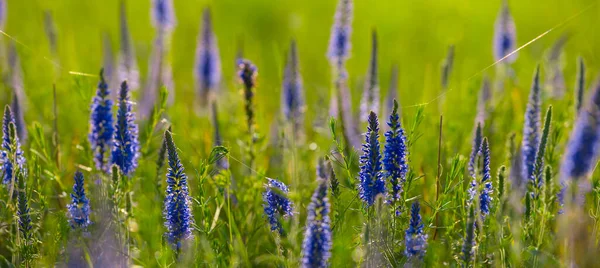 Beautiful Wild Flowers Prairie Natural Outdoor Background — стоковое фото