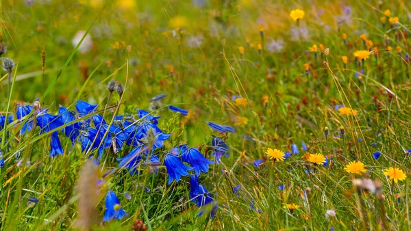 Closeup Blue Flowers Prairie Natural Flower Background — Foto de Stock