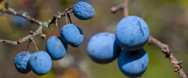 Closeup Blackthorn Branch Ripe Berries — стоковое фото