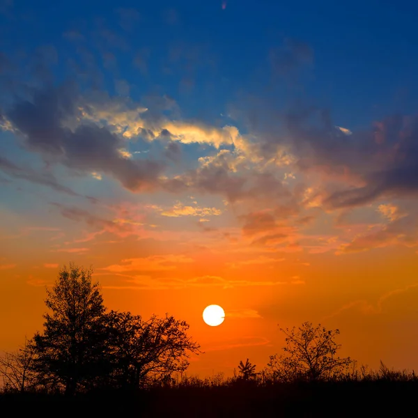 Prairie Met Boom Silhouet Dramatische Zonsondergang Achtergrond — Stockfoto