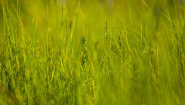Yakın plan yeşil çayır çimenleri, yaz mevsimi doğal arka plan