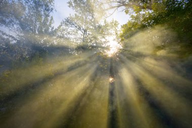 Güneş ışınları ağaç yapraklarının arasından geçer, yaz ormanı doğal arka plan