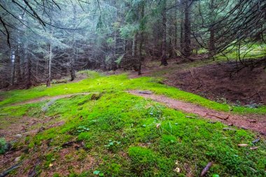 nemli köknar ormanı mavi sisli yosun ile kaplıdır, yaz ormanı manzarası