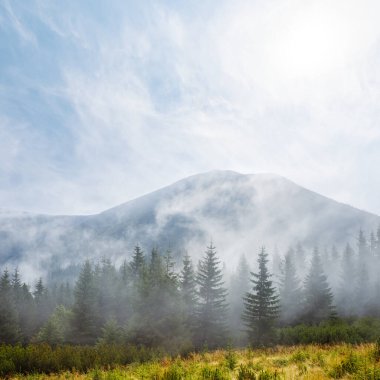 Köknar ormanı yoğun sisli dağ vadisi, doğal seyahat geçmişi