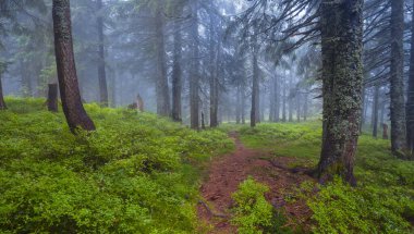 nemli köknar ormanı mavi sisli yosun ile kaplıdır, yaz ormanı manzarası