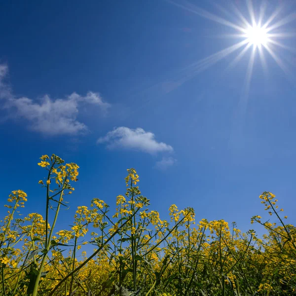 Gelbes Rapsfeld Unter Glitzernder Sonne Landwirtschaftliche Sommerszene — Stockfoto